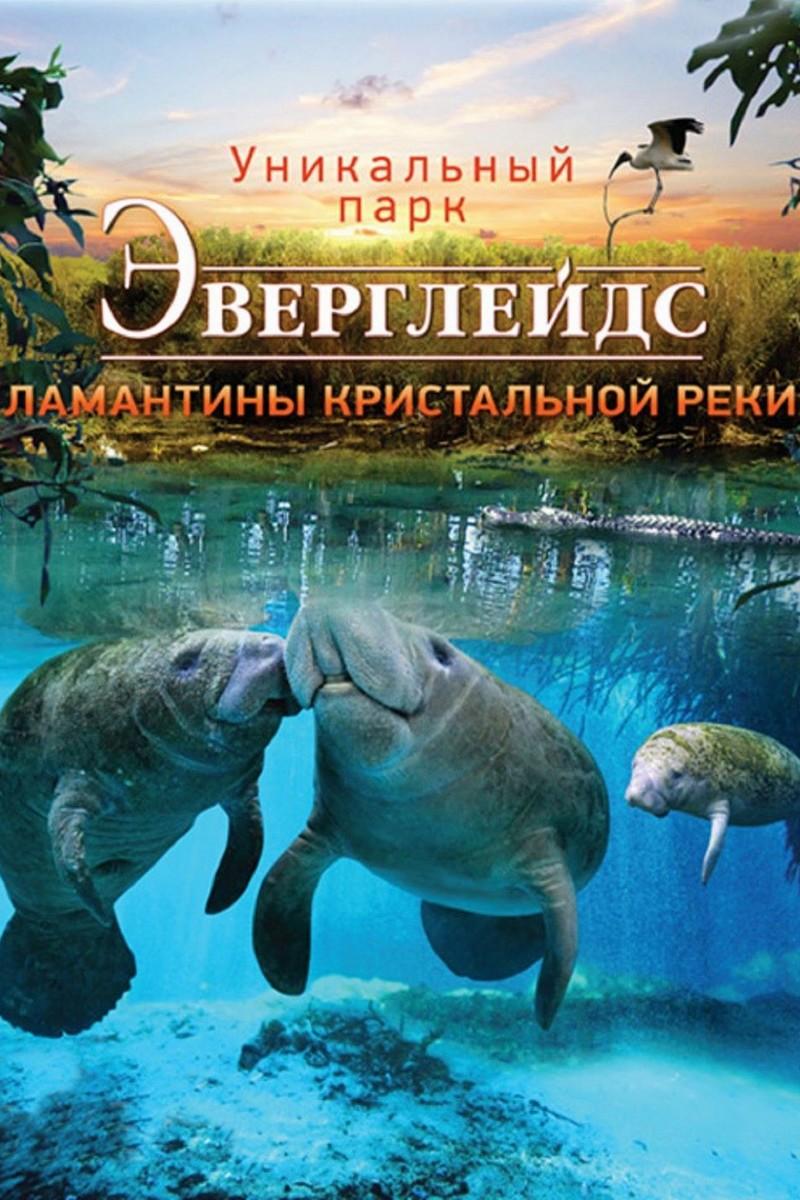 Эверглейдс 3D: Ламантины Хрустальной реки (everglejds-3d-lamantiny-hrustalnoj-reki) Документальный фильм
