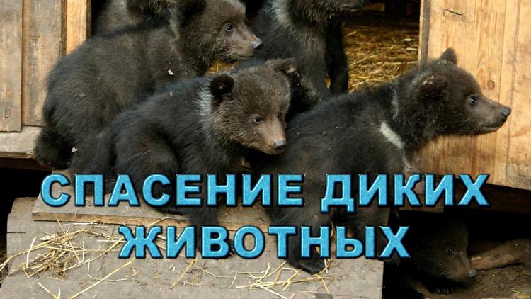 Постер Спасение диких животных