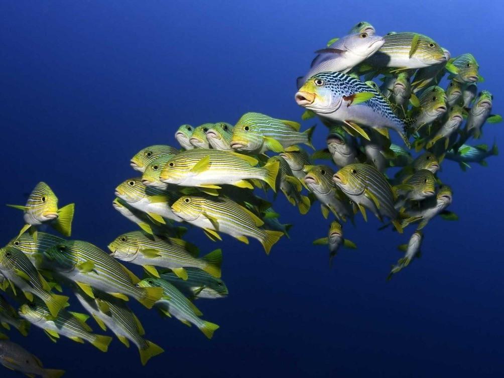 На глубине морской 3D (na-glubine-morskoj-3d) Документальный фильм