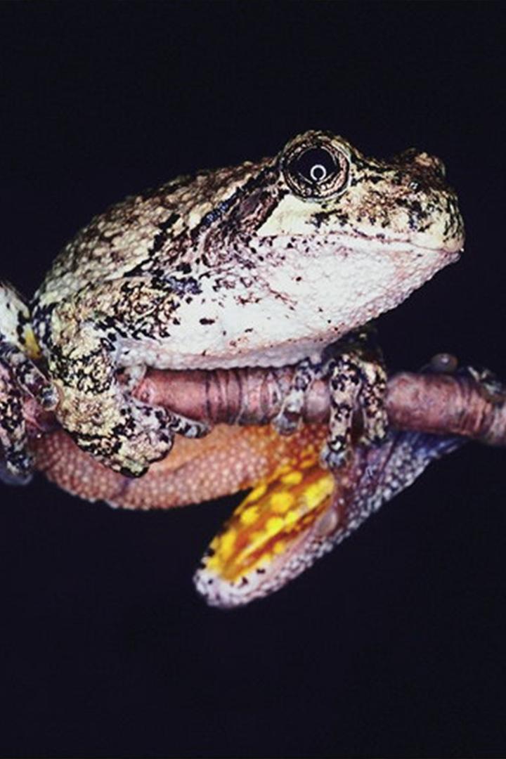 Рептилии и амфибии (reptilii-i-amfibii) Познавательное
