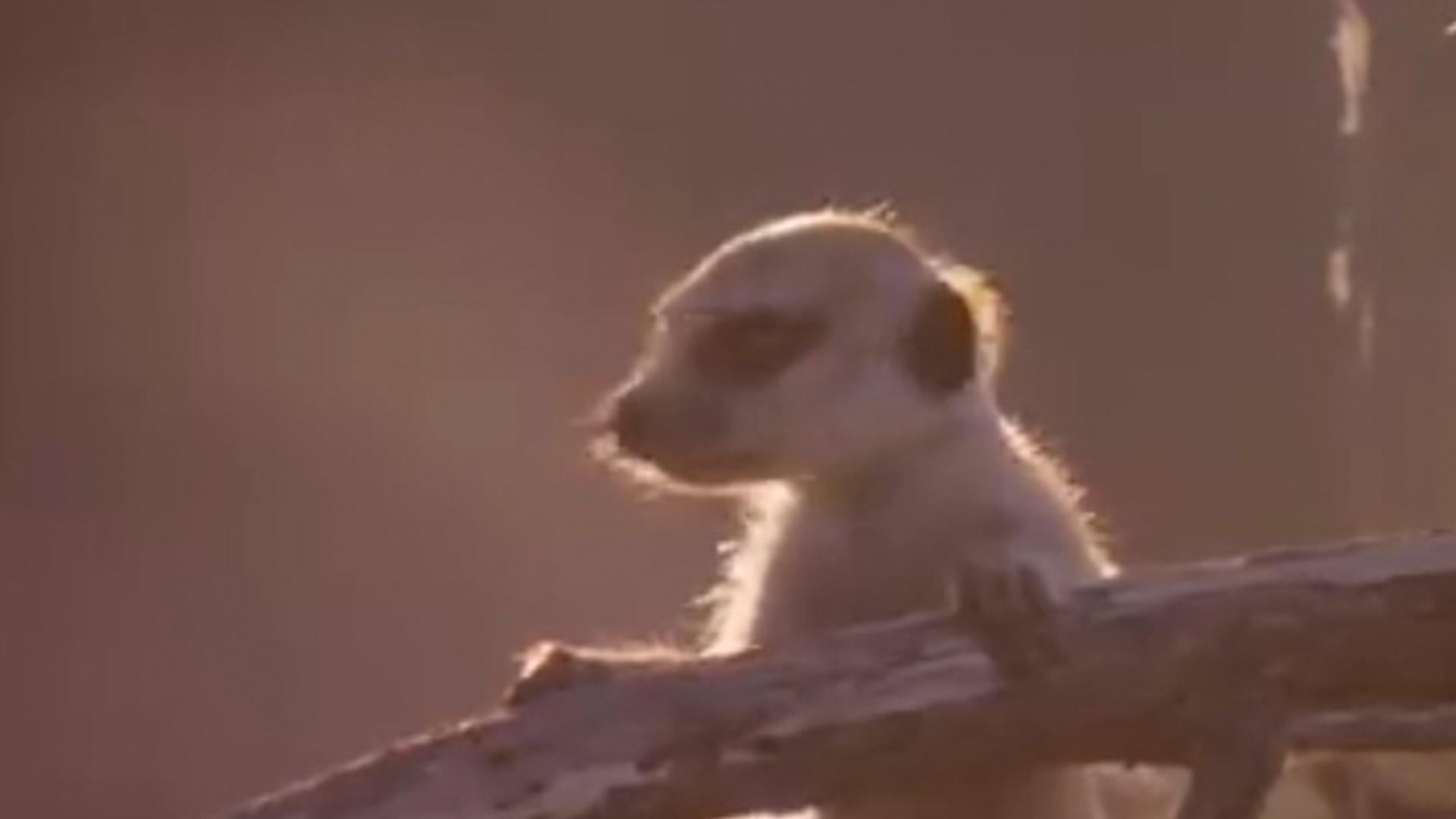 Mirketlerin Sırları (mirketlerin-srlar) Документальный фильм