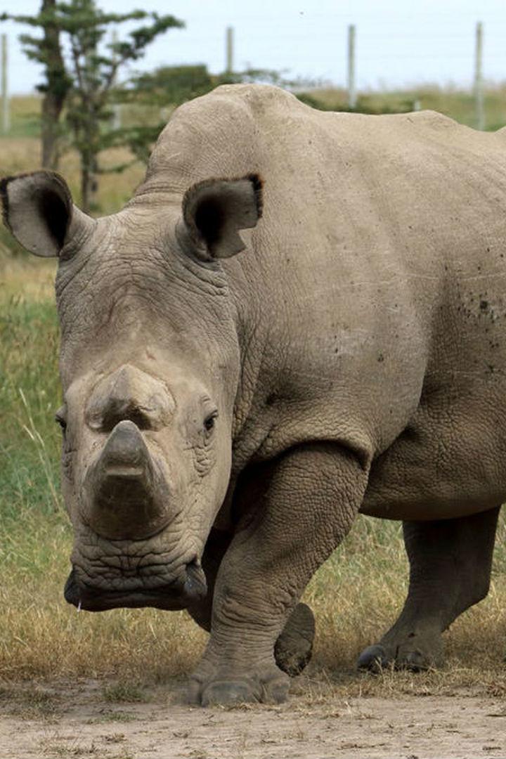 Судан: Последний белый носорог (sudan-poslednij-belyj-nosorog) Документальный фильм