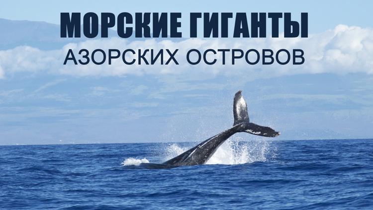 Постер Морские гиганты Азорских островов