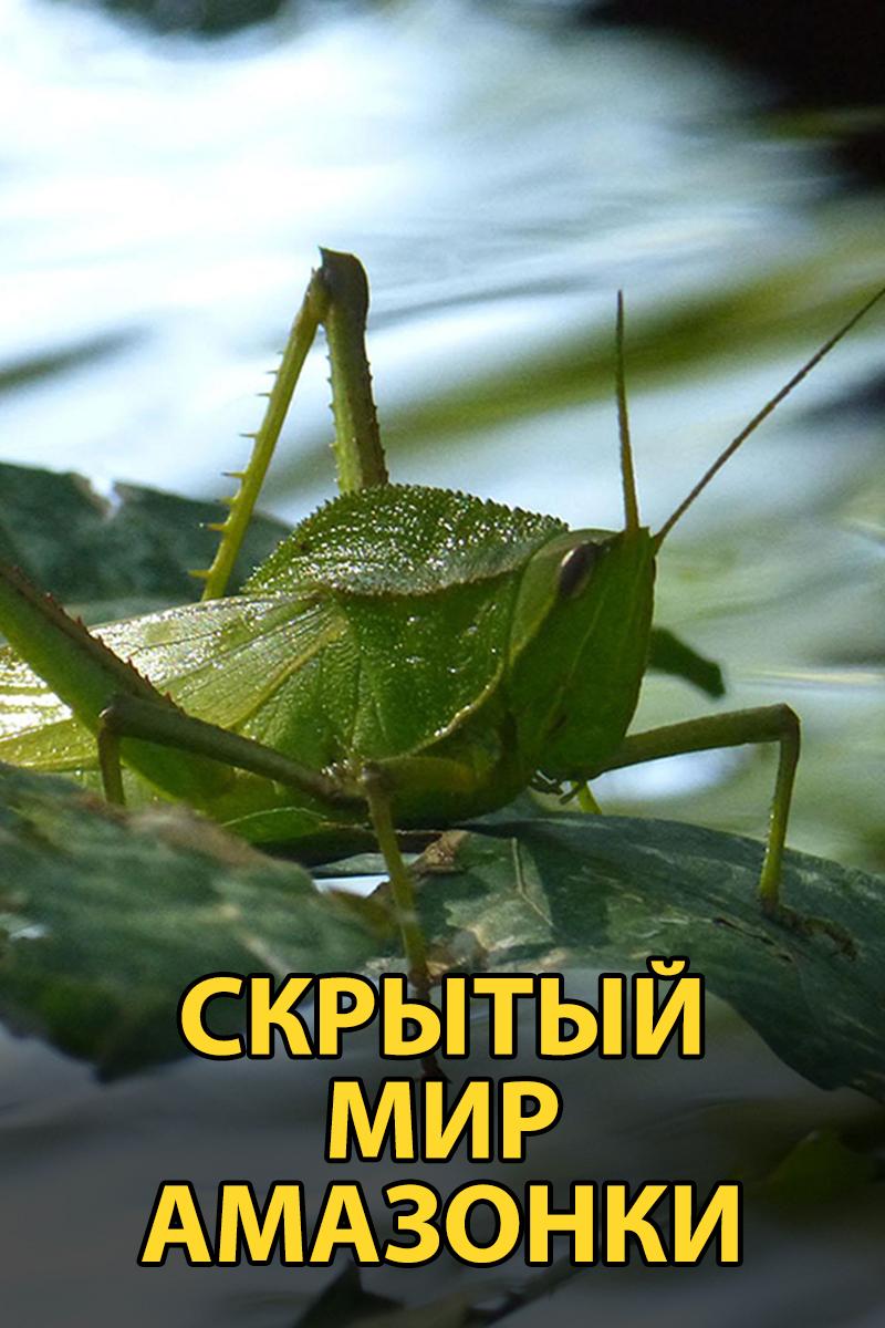 Скрытый мир Амазонки (skrytyj-mir-amazonki) Документальный фильм