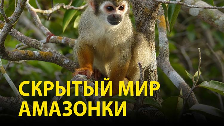 Постер Скрытый мир Амазонки