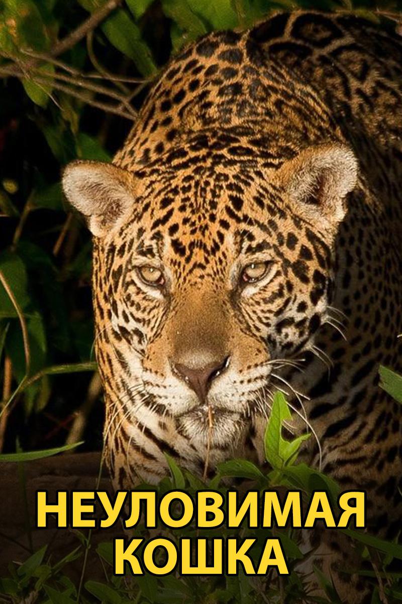 Неуловимая кошка (neulovimaja-koshka) Документальный фильм