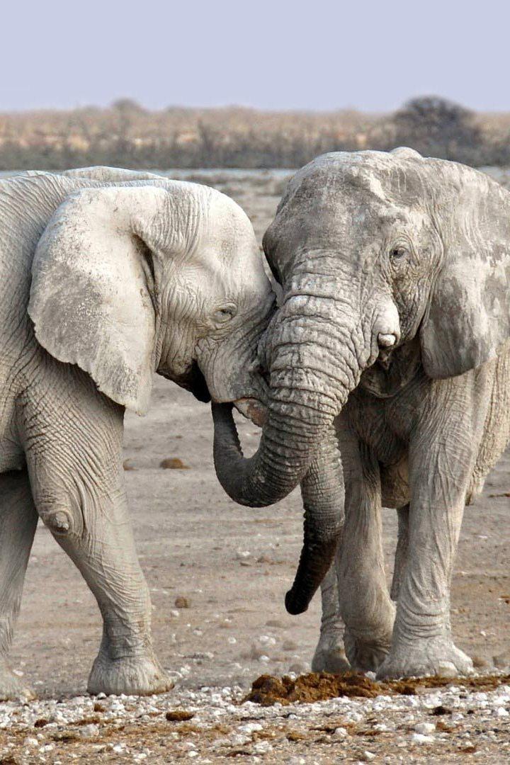 Botswana: Trouble In The Elephant Sanctuary (botswana-trouble-in-the-elephant-sanctuary) Документальный фильм