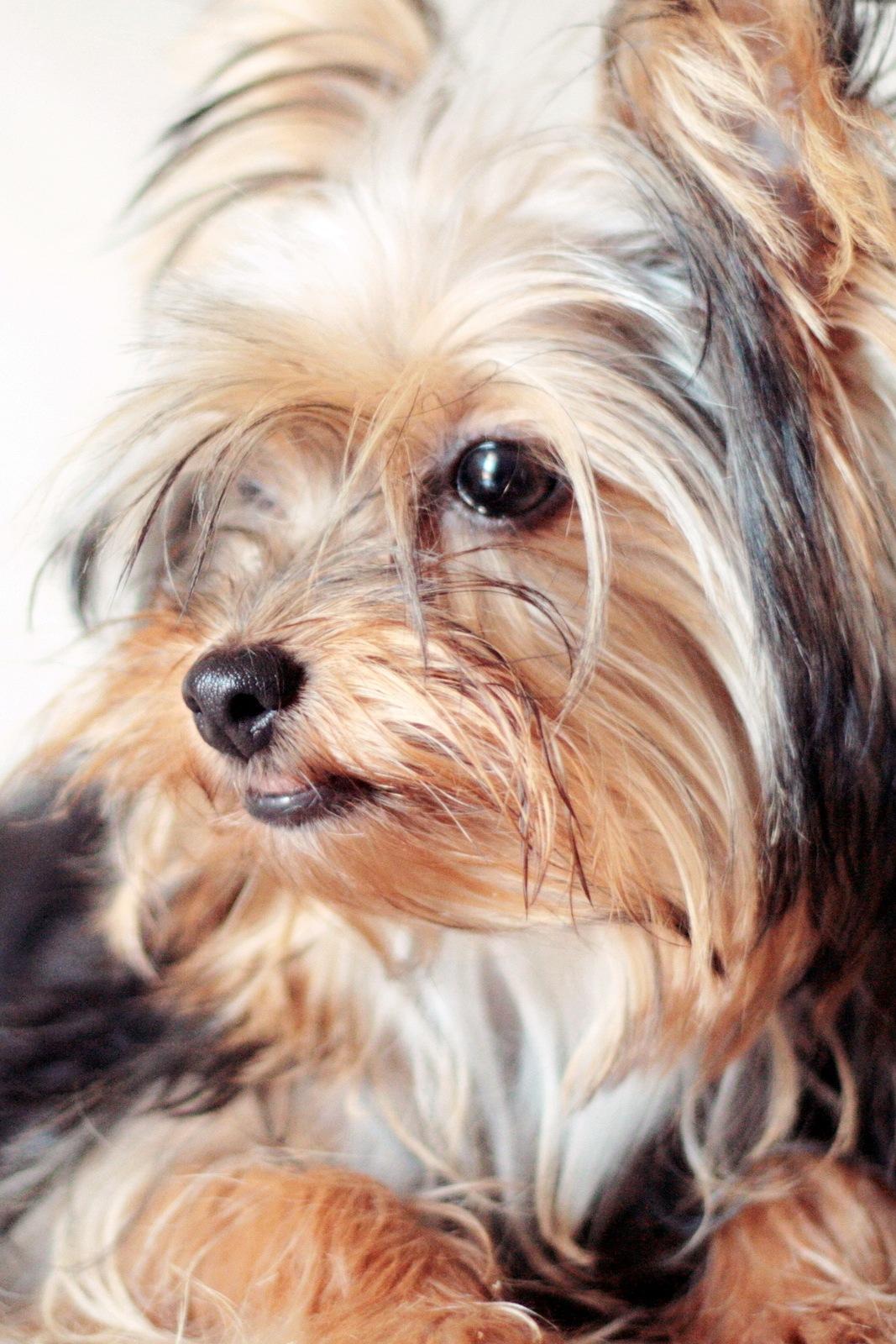 Chiens : mode d'emploi ! (chiens-mode-demploi) Познавательное
