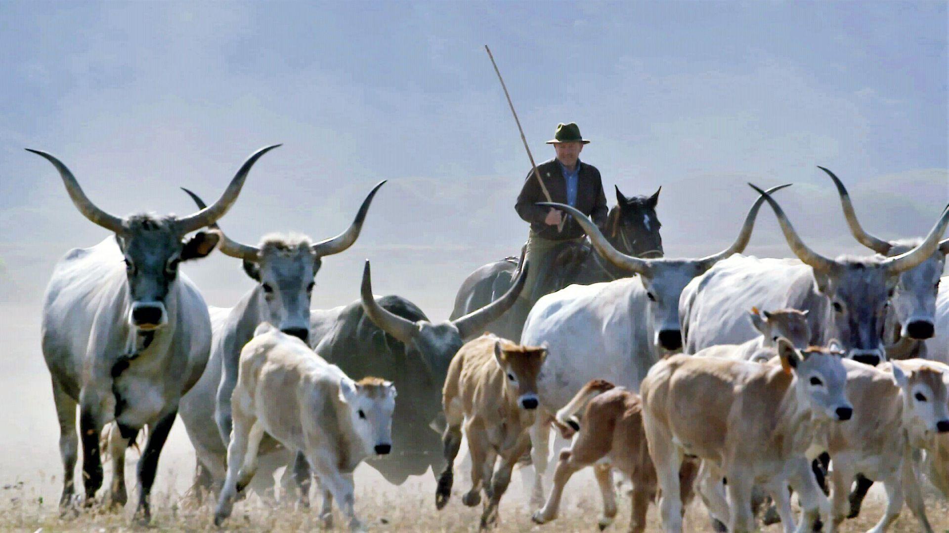 Butteri – Italiens letzte Cowboys (butteri-italiens-letzte-cowboys) Документальный фильм