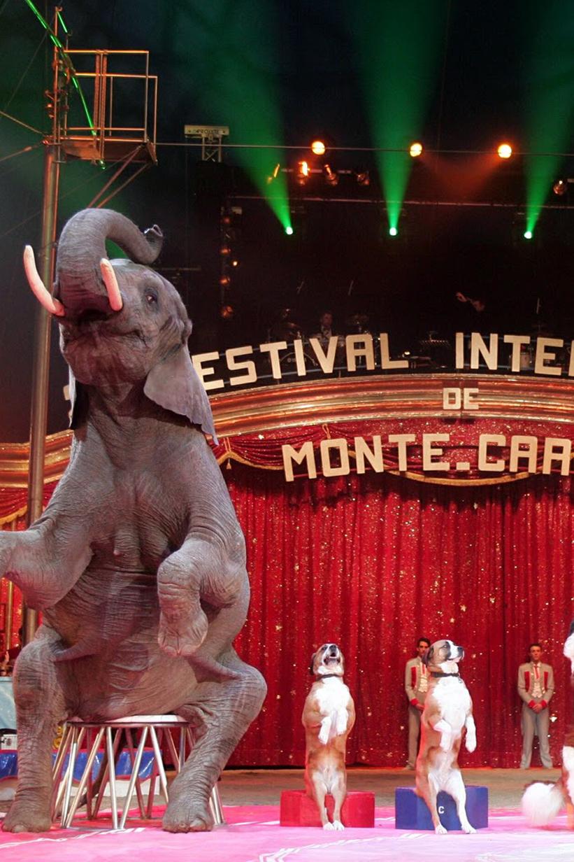 41st International Circus Festival of Monte Carlo (41st-international-circus-festival-of-monte-carlo) ТВ-шоу
