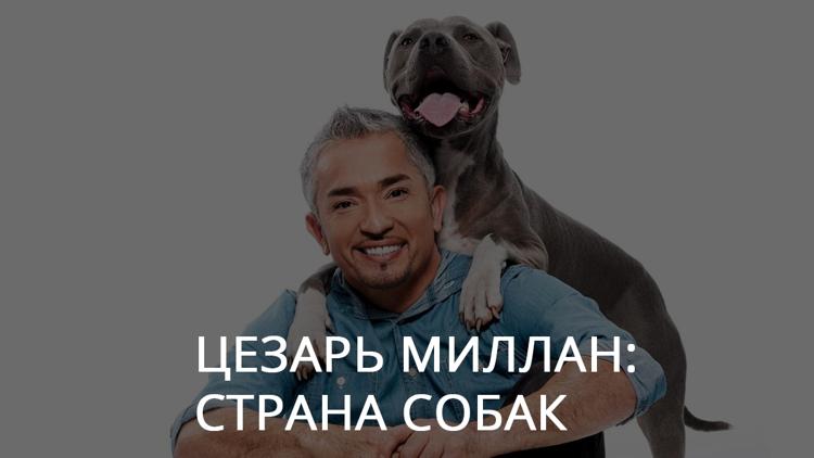 Постер Цезарь Миллан: Страна собак