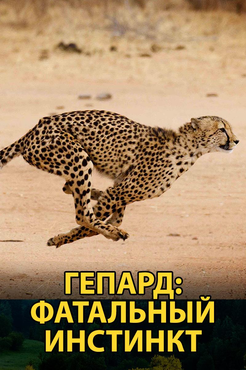 Гепард: фатальный инстинкт (gepard-fatalnyj-instinkt) Документальный сериал