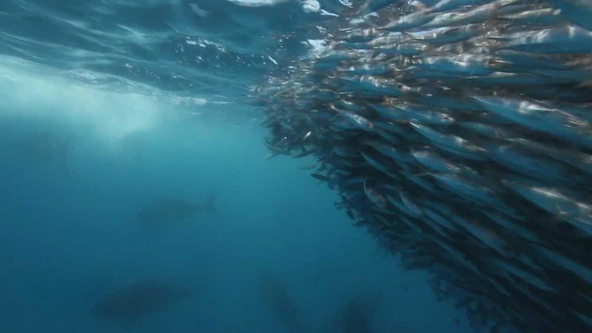 Superfish: Bluefin Tuna (superfish-bluefin-tuna) Документальный фильм