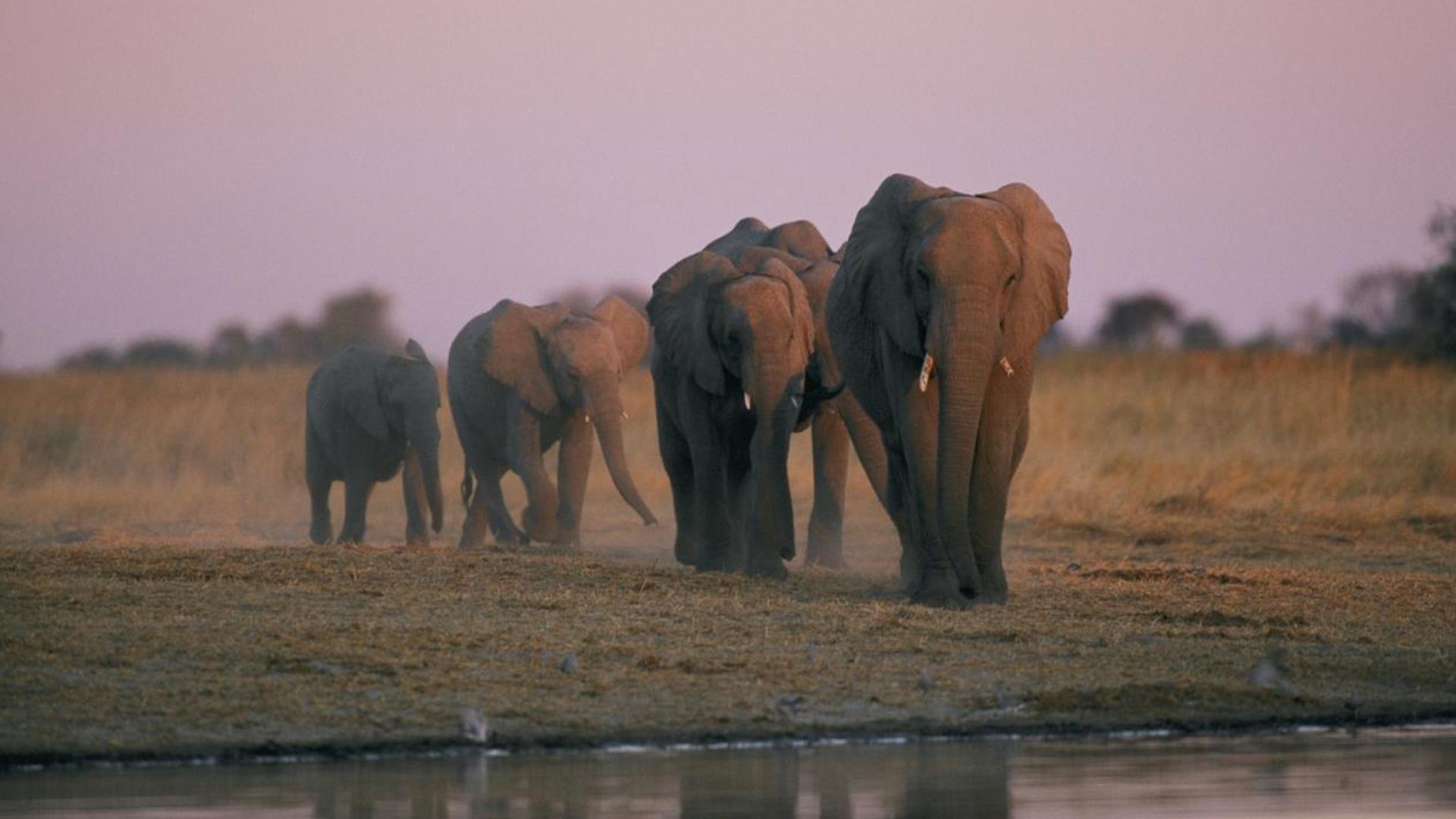 Звери в Сети (zveri-v-seti) Документальный сериал