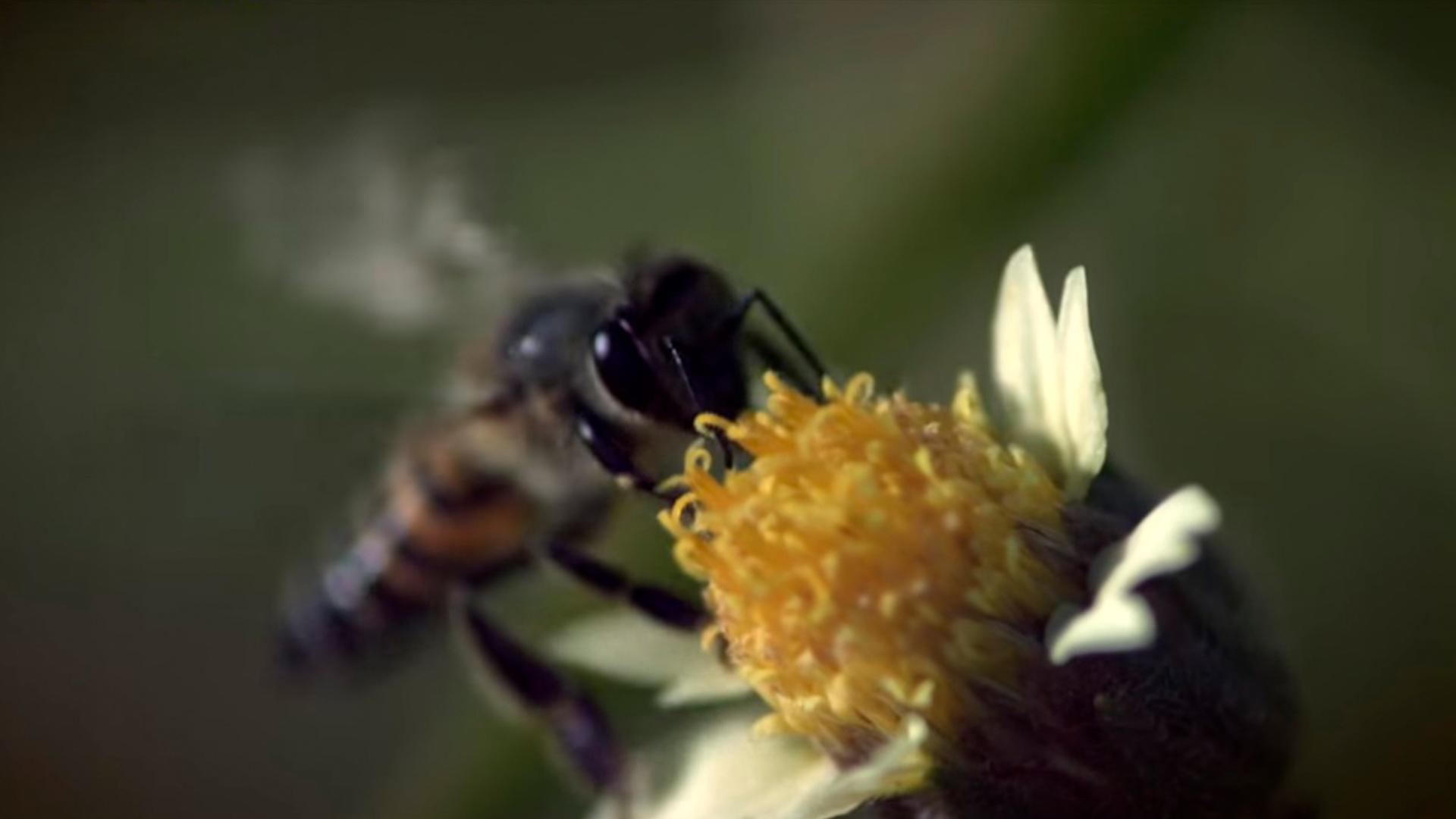 Afrika'nın Katil Arıları (afrikann-katil-arlar) Документальный фильм