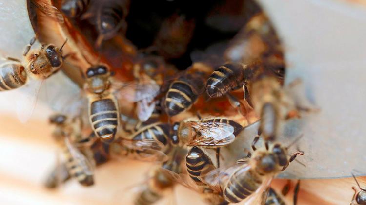 Постер Der Retter der Bienen - Ein Imker auf Sizilien