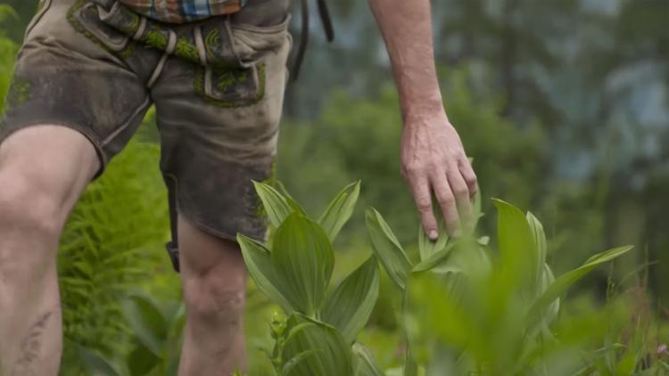 Постер Le génie des plantes