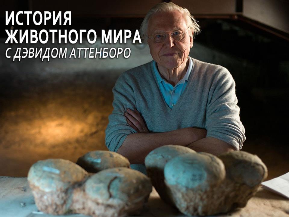 История животного мира с Дэвидом Аттенборо (istorija-zhivotnogo-mira-s-devidom-attenboro) Документальный сериал