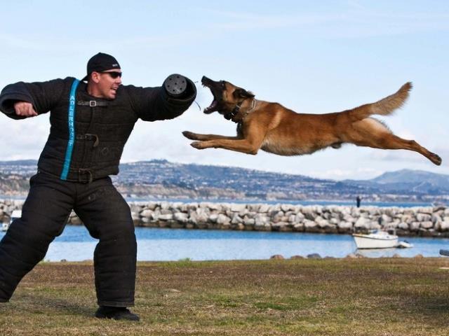 Собаки альфа (sobaki-alfa) Документальный сериал