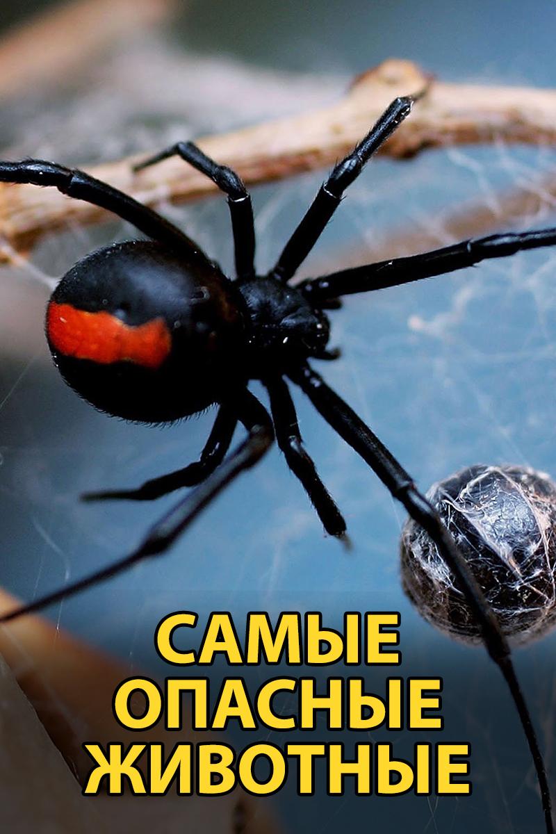 Самые опасные животные (samye-opasnye-zhivotnye) Документальный сериал