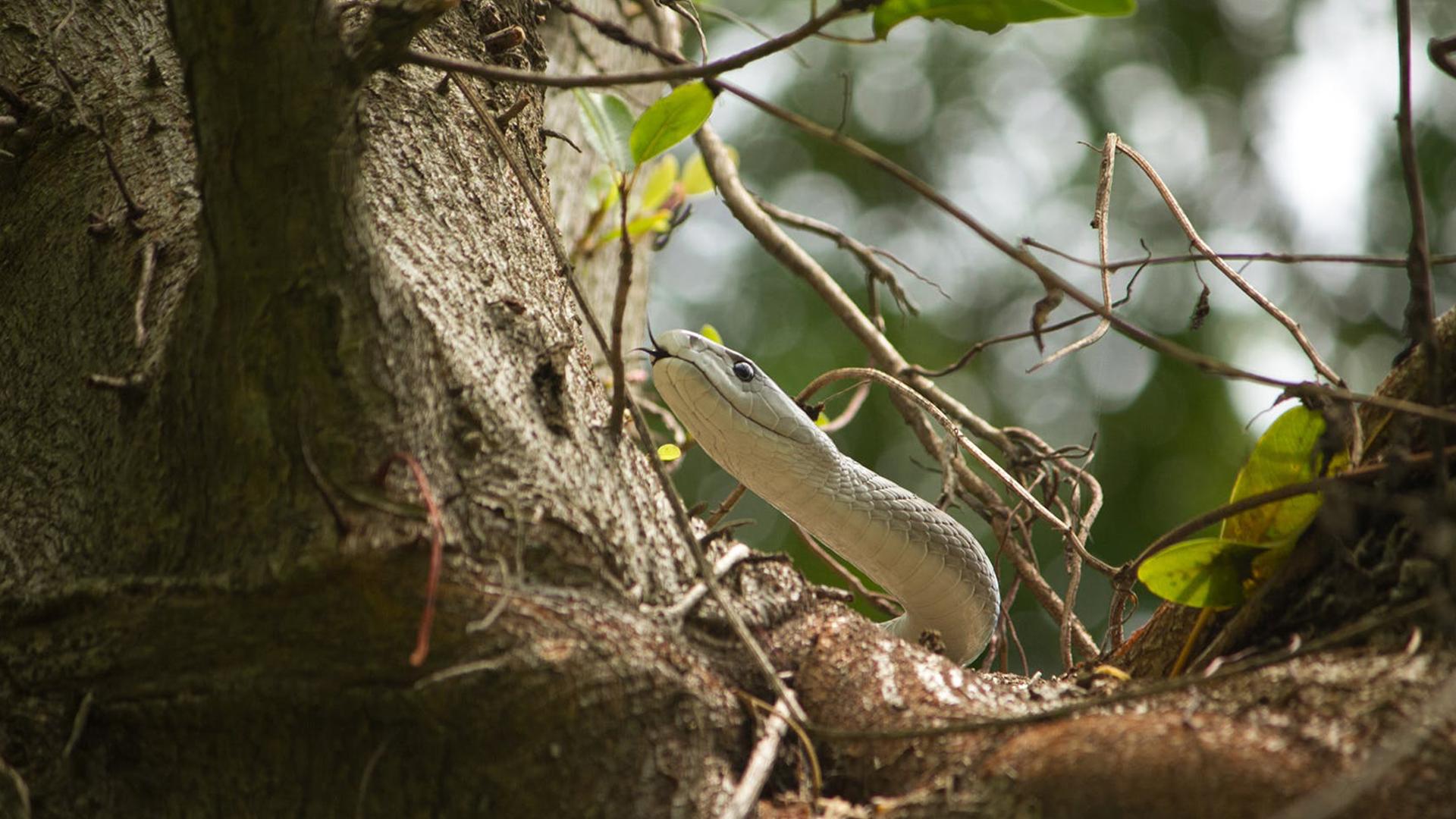 Чёрная мамба: поцелуй смерти (chernaja-mamba-potseluj-smerti) Документальный фильм