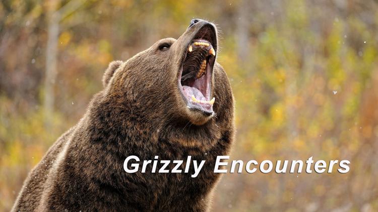 Постер Grizzly Encounters