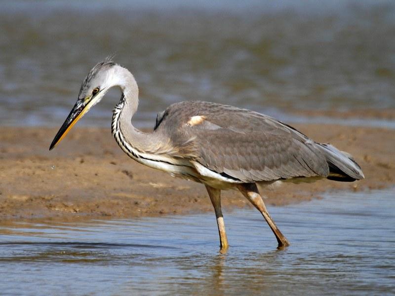 Волжская колония серых цапель (volzhskaja-kolonija-seryh-tsapel) Документальный фильм