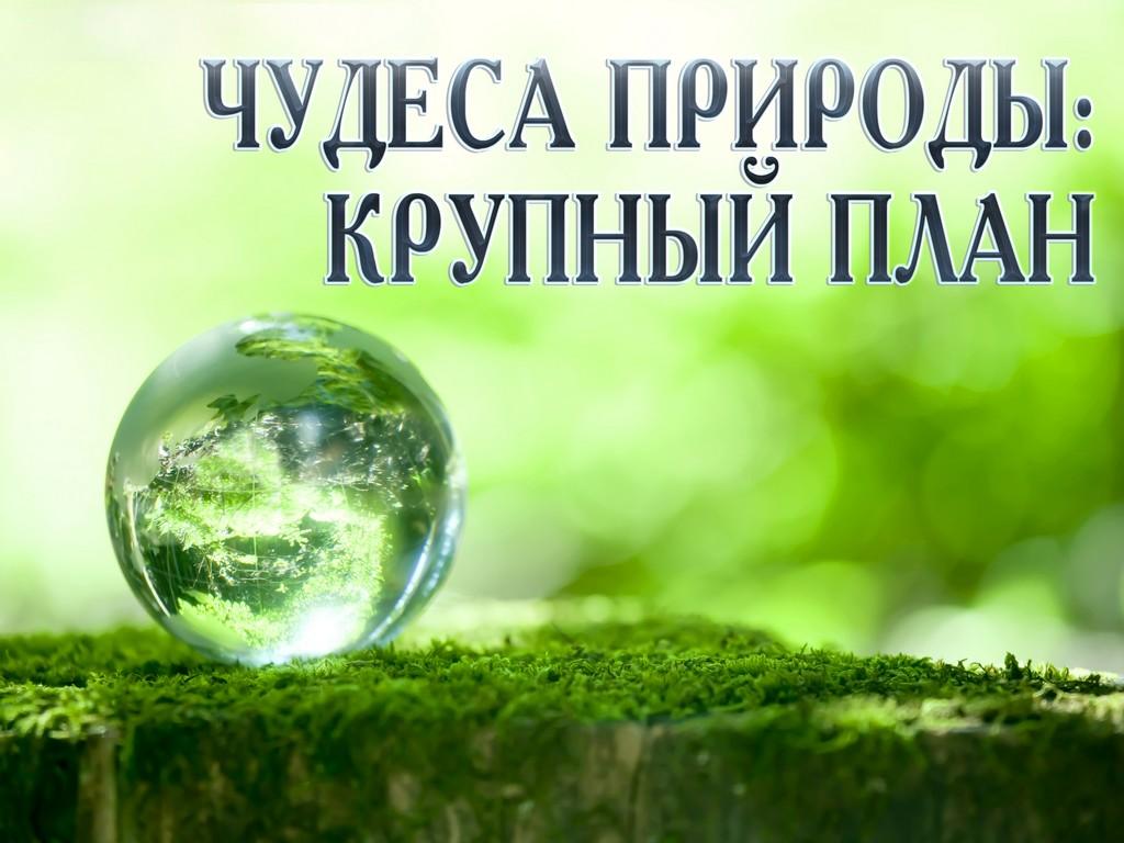 Чудеса природы: крупный план (chudesa-prirody-krupnyj-plan) Документальный сериал
