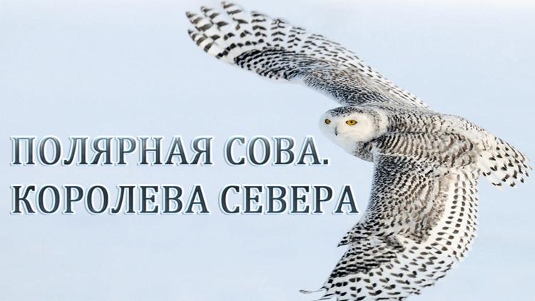 Постер Полярная сова. Королева севера