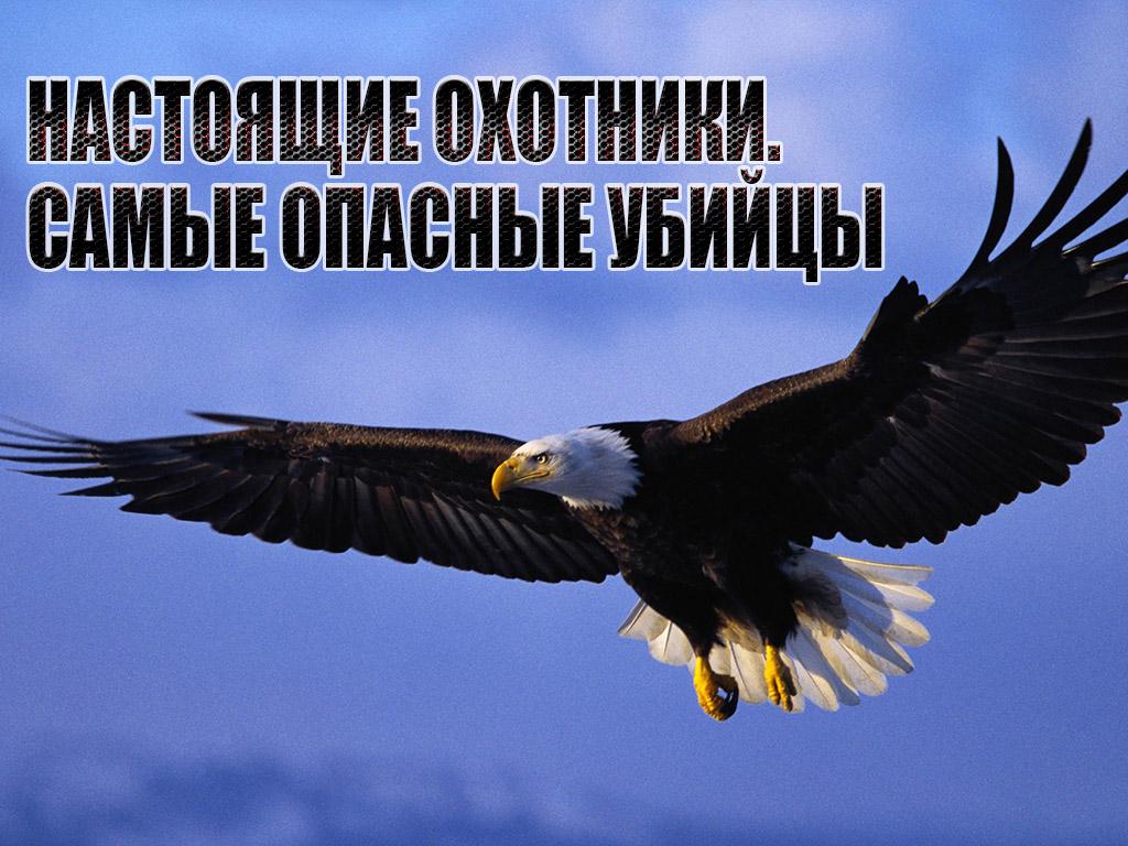 Настоящие охотники. Самые опасные убийцы (nastojaschie-ohotniki-samye-opasnye-ubijtsy) Документальный фильм