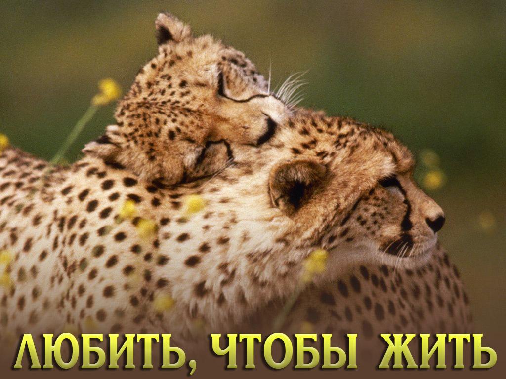 Любить, чтобы жить (ljubit-chtoby-zhit) Познавательное