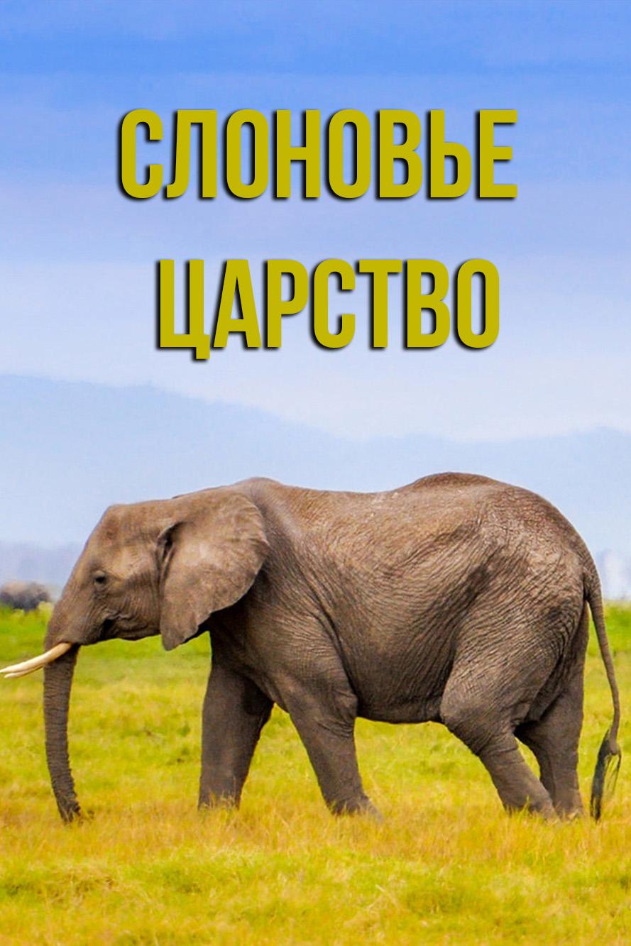 Слоновье царство (slonove-tsarstvo) Документальный фильм