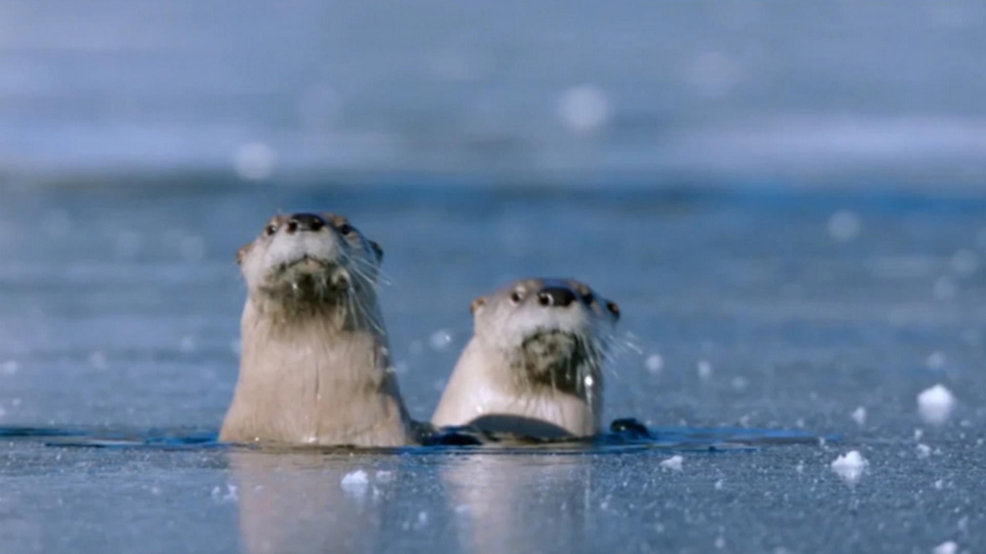 Великая американская оттепель (velikaja-amerikanskaja-ottepel) Документальный сериал