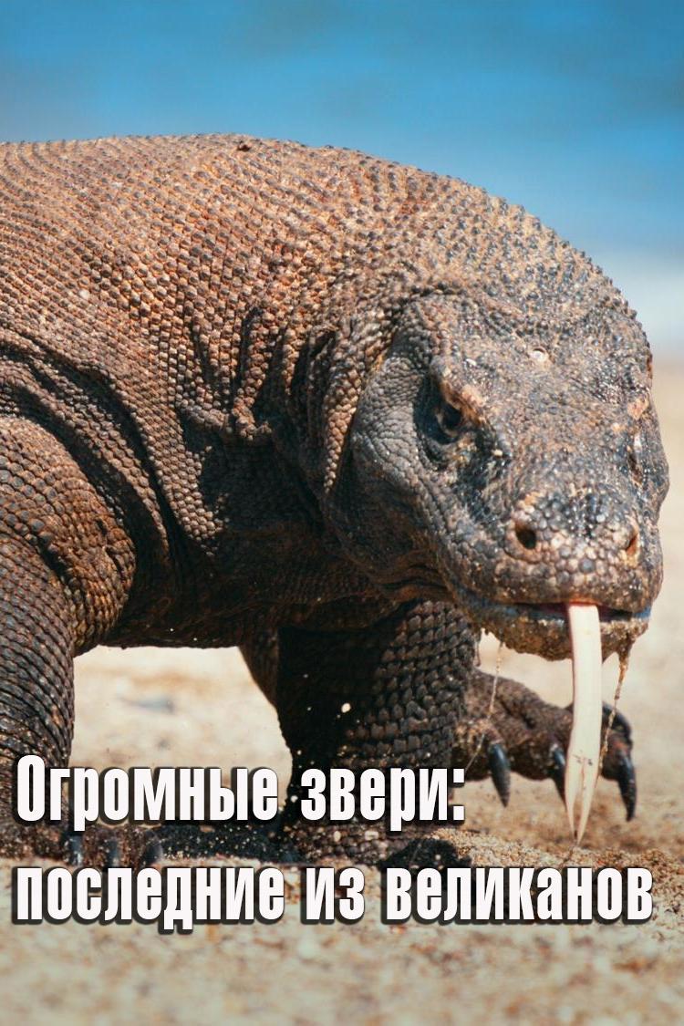 Огромные звери: последние из великанов (ogromnye-zveri-poslednie-iz-velikanov) Документальный сериал
