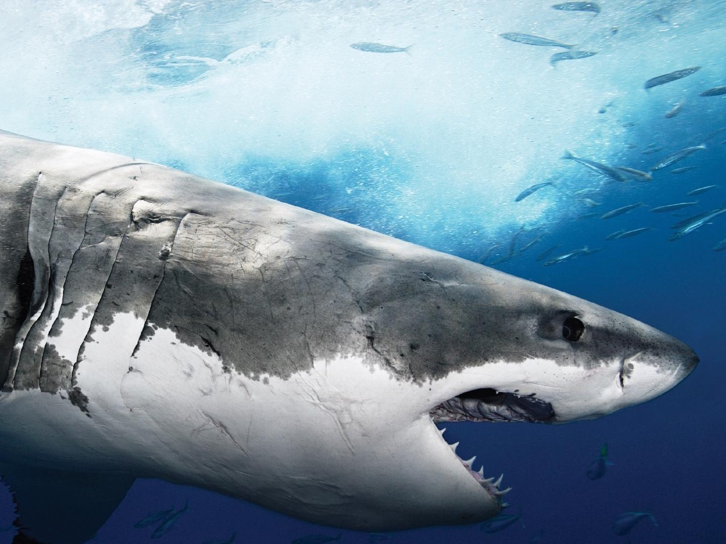 Акула юрского периода (akula-jurskogo-perioda) Фильм 2003