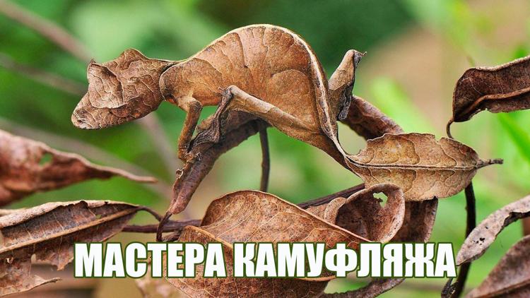 Постер Мастера камуфляжа