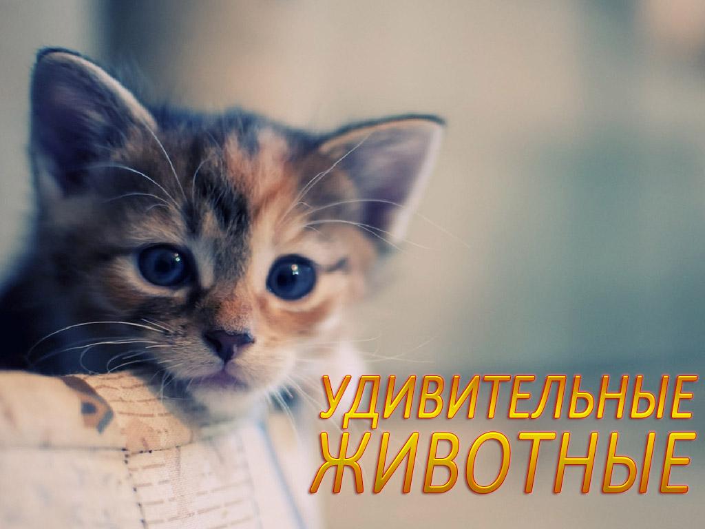 Удивительные животные (udivitelnye-zhivotnye) Познавательное