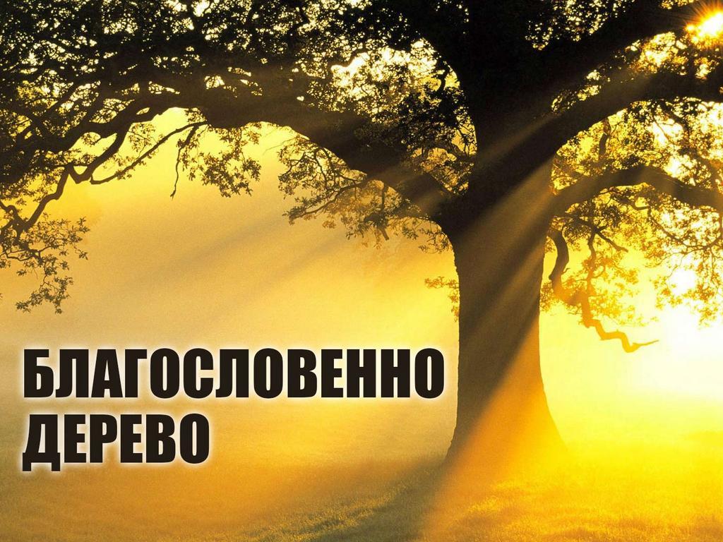 Благословенно дерево (blagoslovenno-derevo) Документальный фильм