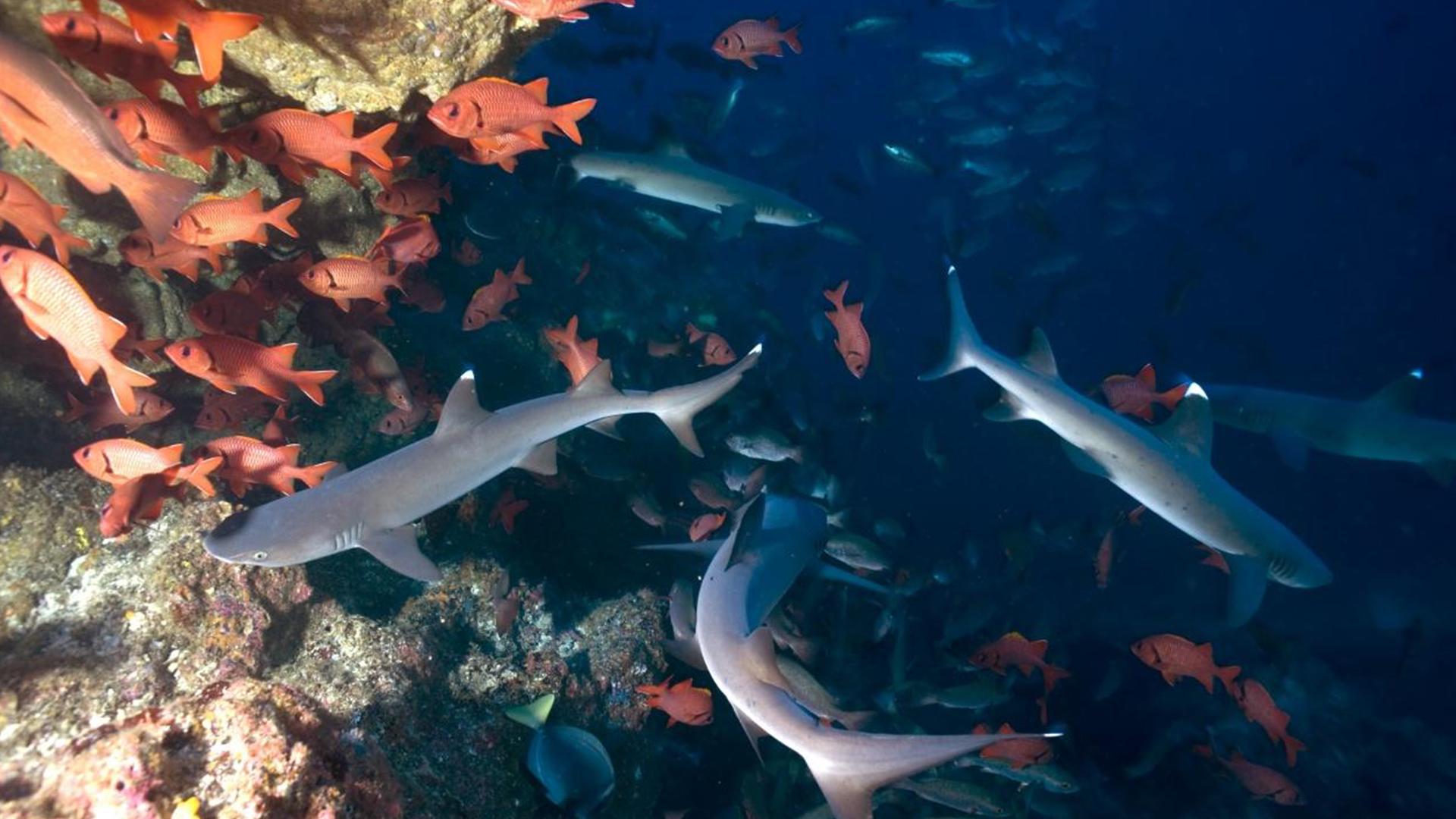 Акулий остров (akulij-ostrov) Документальный фильм