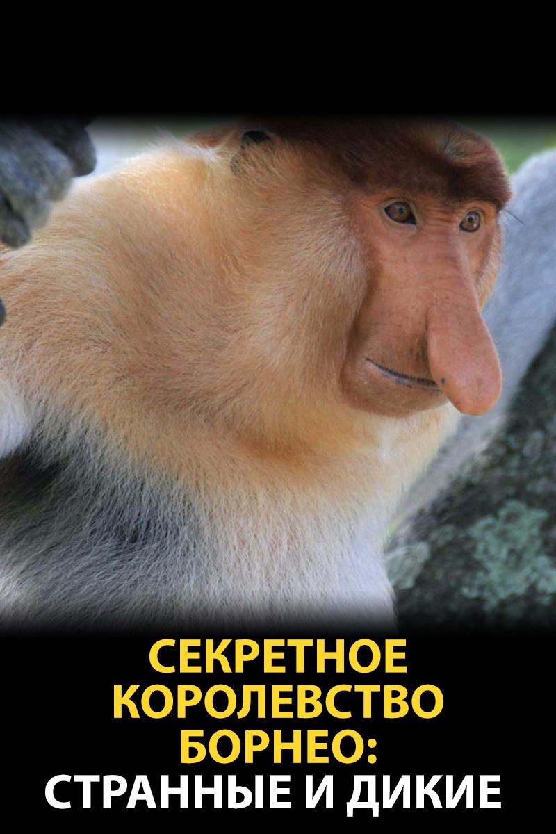 Секретное королевство Борнео: странные и дикие (sekretnoe-korolevstvo-borneo-strannye-i-dikie) Документальный фильм