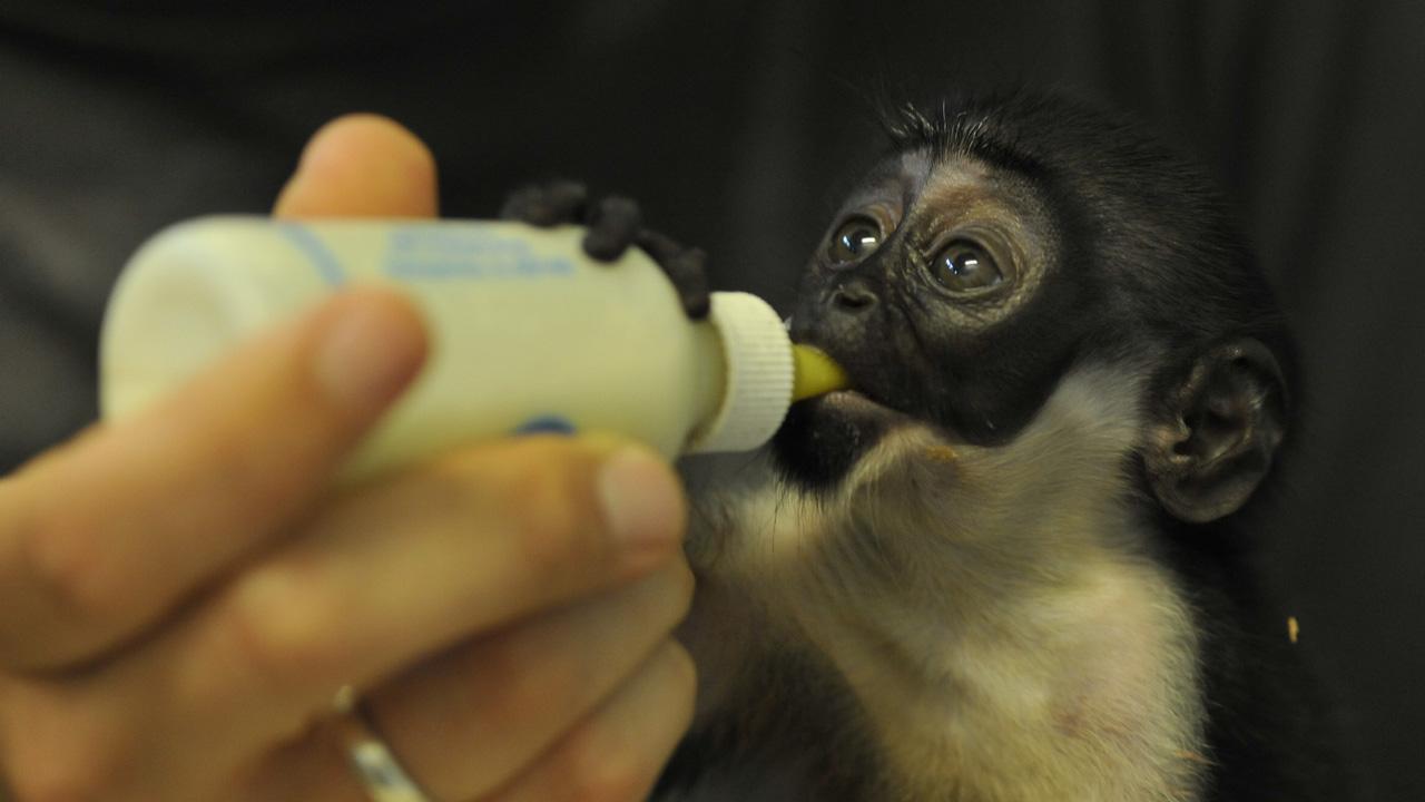 Panda, Gorilla & Co. junior (panda-gorilla-co-junior) Документальный сериал