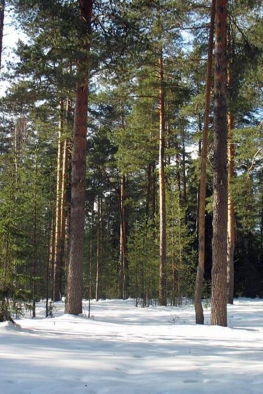 Кировский лес (kirovskij-les) Досуг, хобби