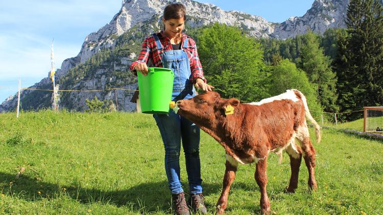 Постер Anna auf der Alm