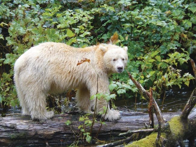 В краю медведей-призраков (v-kraju-medvedej-prizrakov) Документальный фильм