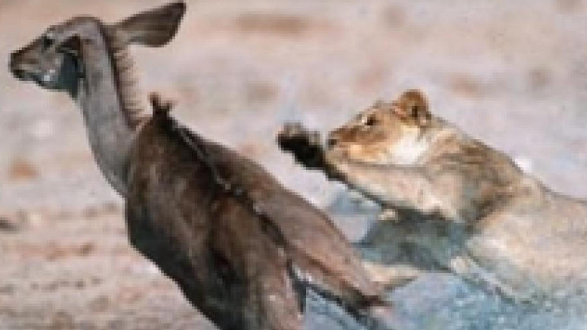 Поля звериных сражений (polja-zverinyh-srazhenij) Документальный сериал