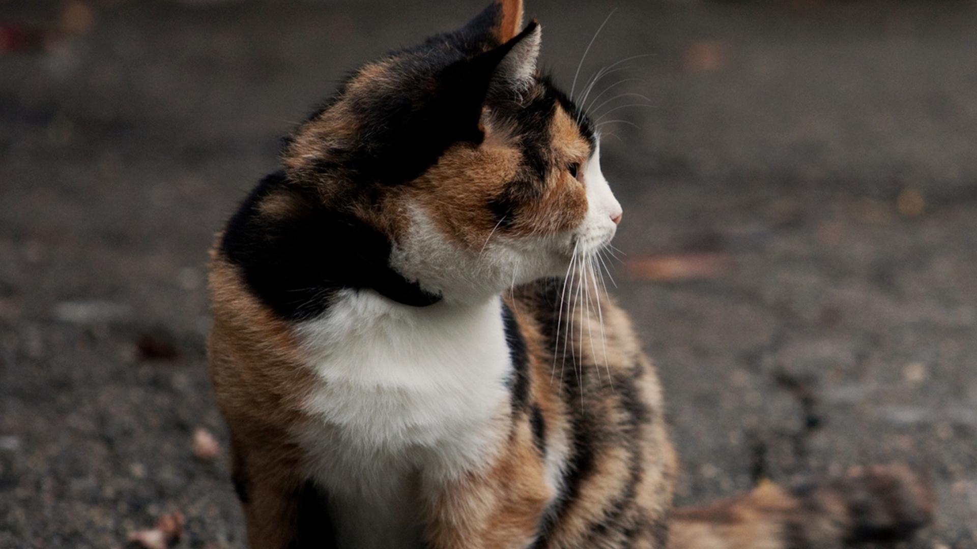 The Guardian Cats (the-guardian-cats) Документальный фильм