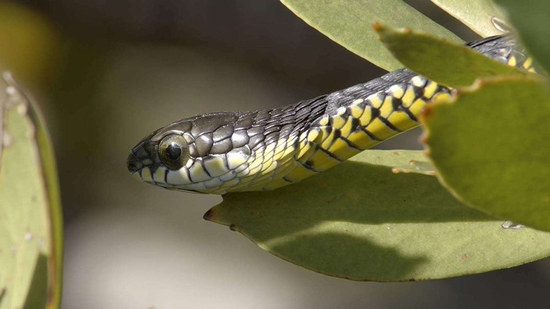 Опасная Южная Африка (opasnaja-juzhnaja-afrika) Документальный сериал