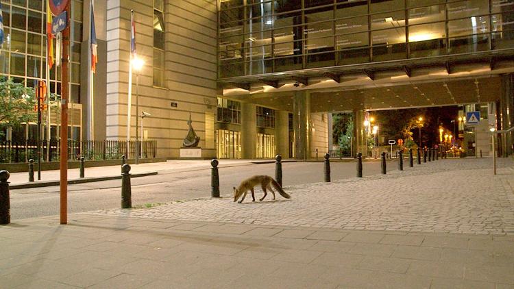 Постер Brüssels wilde Tiere - Gekommen, um zu bleiben