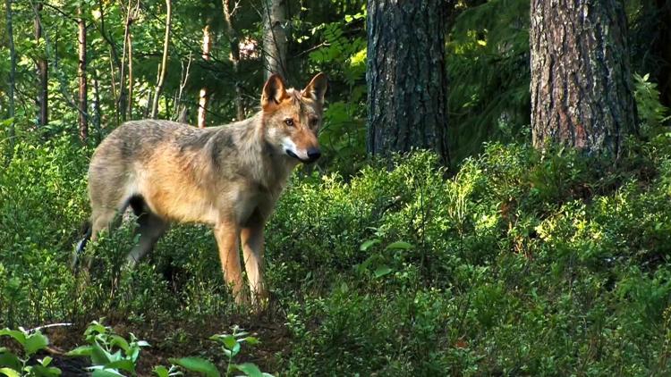 Постер Die Natur kehrt zurück - Renaturierung in Europa