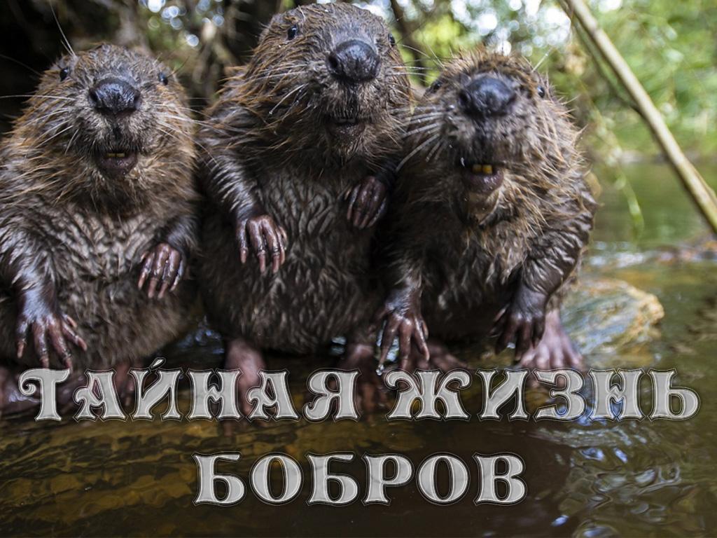 Тайная жизнь бобров (tajnaja-zhizn-bobrov) Документальный фильм